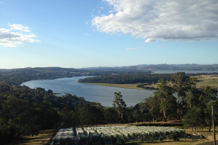 a herd of cattle grazing on a lush green field
